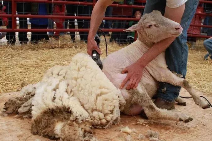 据了解,由于面临剪毛工短缺的问题,澳大利亚价值30亿的羊毛产业